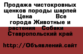 Продажа чистокровных щенков породы шарпей › Цена ­ 8 000 - Все города Животные и растения » Собаки   . Ставропольский край